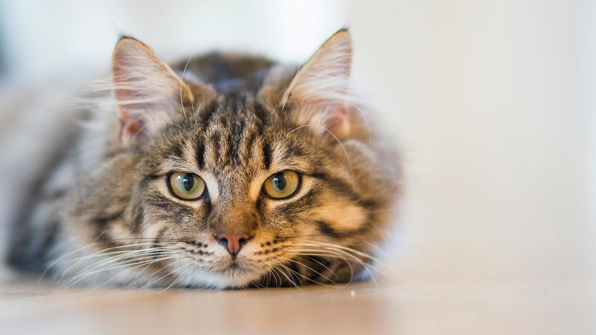 Dog & Cat Vets in Seneca